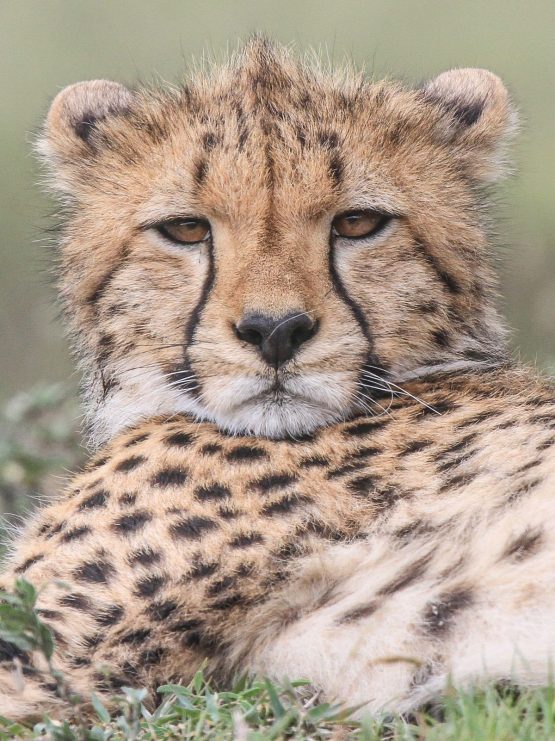 Cheetah-head-Tanzania-MB-7724