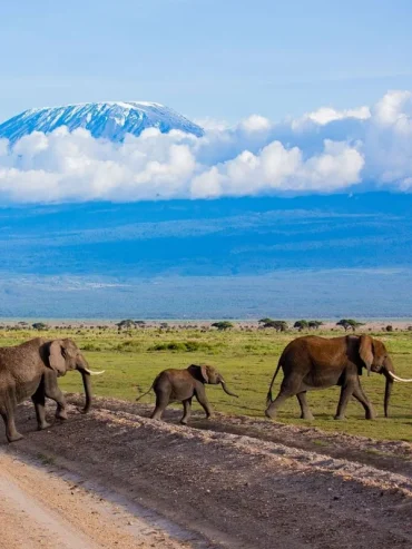 1-day-amboseli-national-park-safari