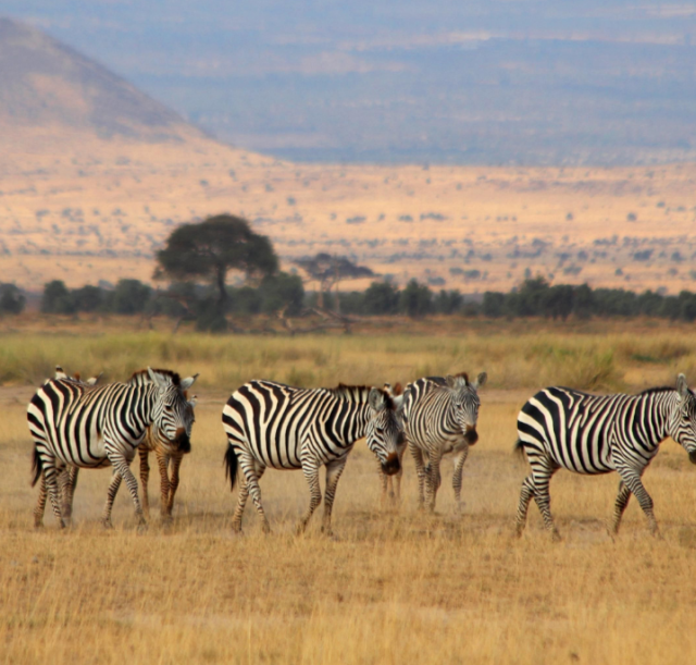 1-day-amboseli-national-park-safari1