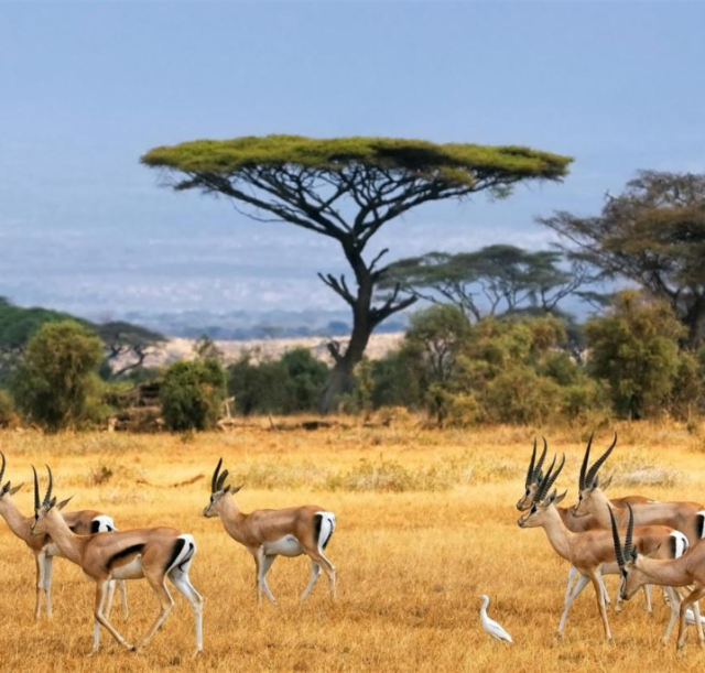 1-day-amboseli-national-park-safari2