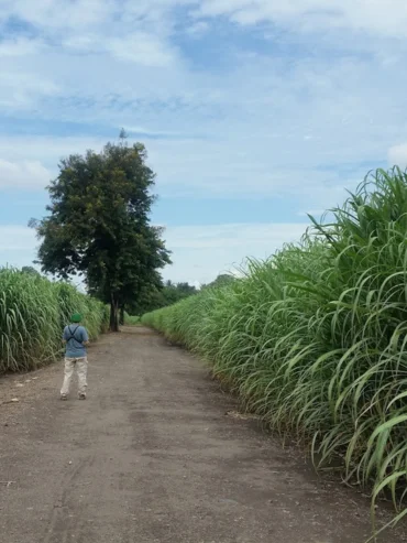 1-day-cycling-to-tpc-sugar-cane-plantation