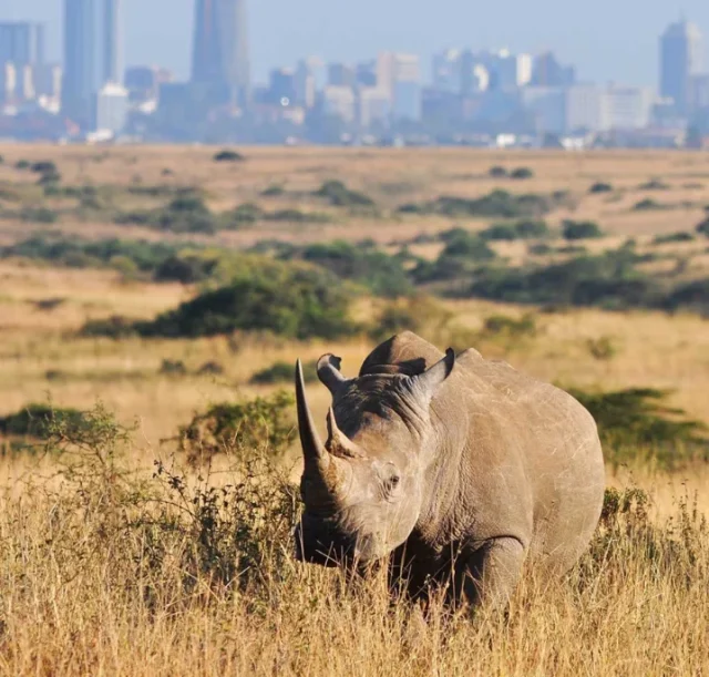 1-day-nairobi-national-park-safari1