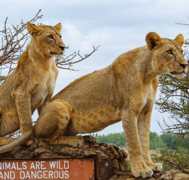 1-day-nairobi-national-park-safari2