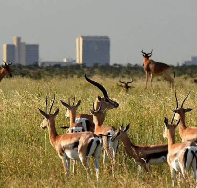 1-day-nairobi-national-park-safari3