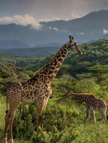 1-day-trip-to-arusha-national-park