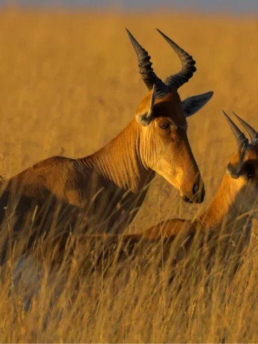 1-day-trip-to-mkomazi-national-park-banner