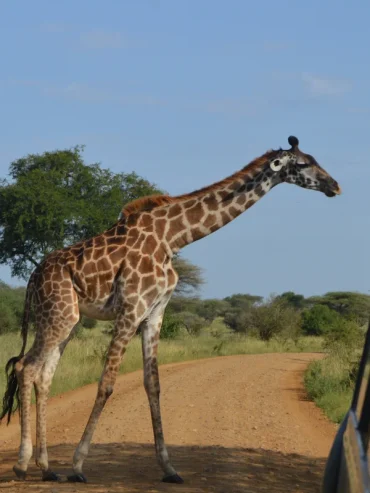 2-day-amboseli-safari