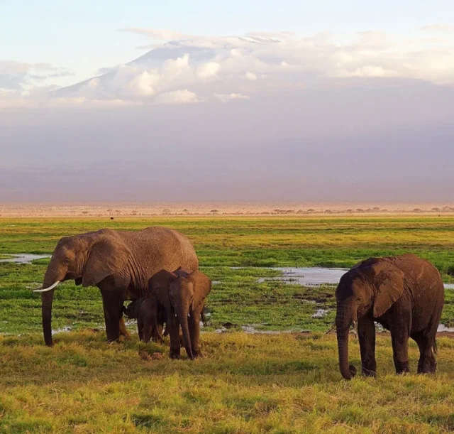 2-day-amboseli-safari2