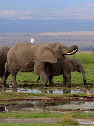 3-days-amboseli-national-park-safari