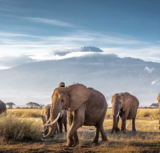 3-days-amboseli-national-park-safari2