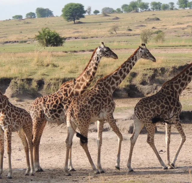 3-days-amboseli-national-park-safari3