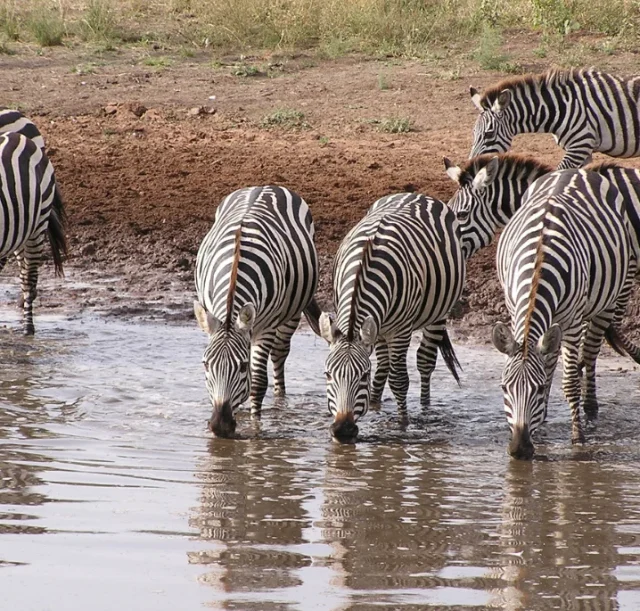 3-days-masai-mara-safari1