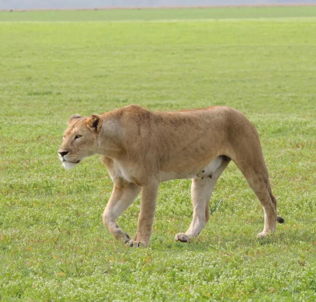 3-days-masai-mara-safari3