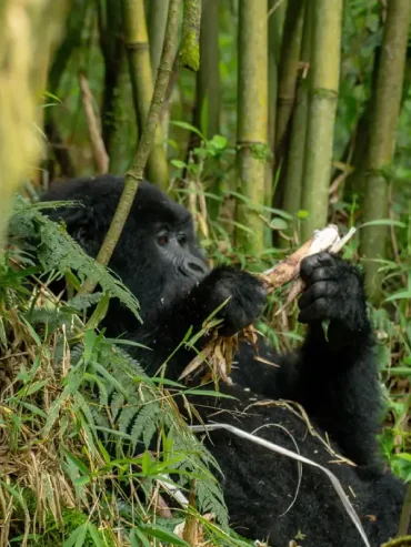 3-days-uganda-gorilla-trekking