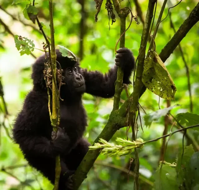 3-days-uganda-gorilla-trekking2