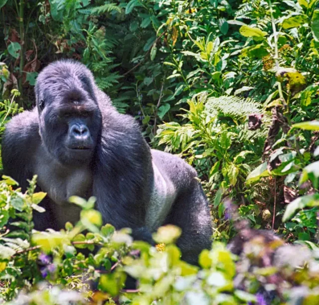 5-days-queen-elizabeth-wildlife-gorilla-trekking2