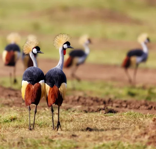 7-days-kenya-birding-safari1