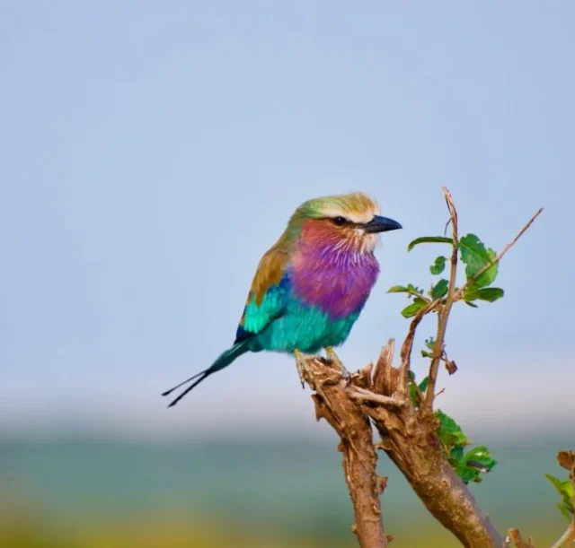 7-days-kenya-birding-safari2