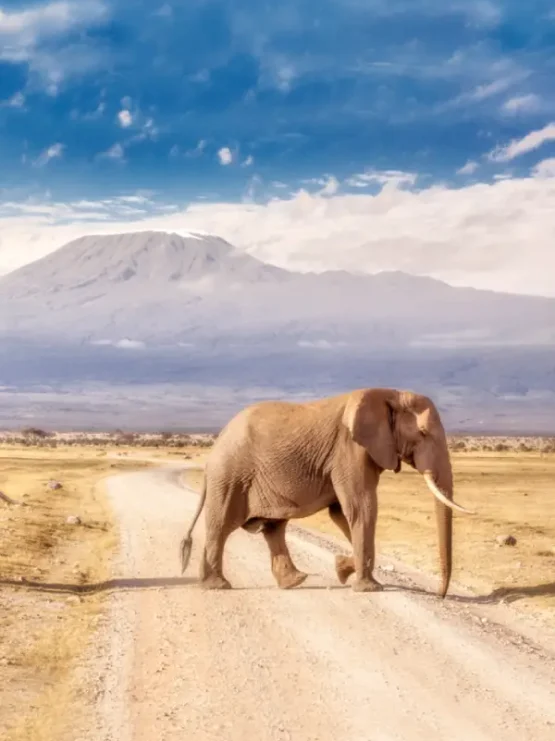 amboseli-national-park