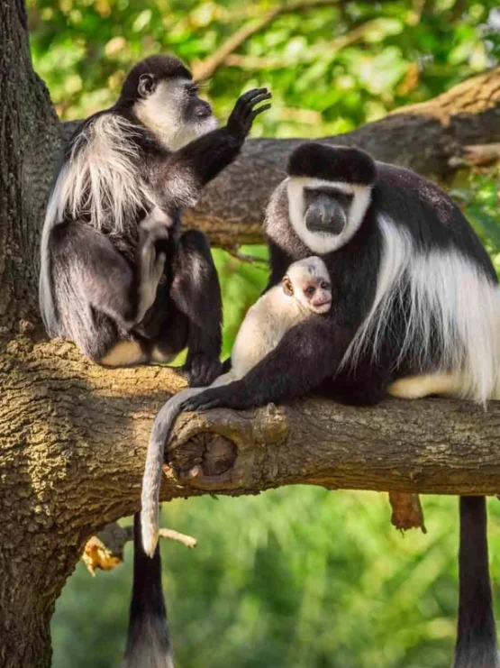 arusha-national-park