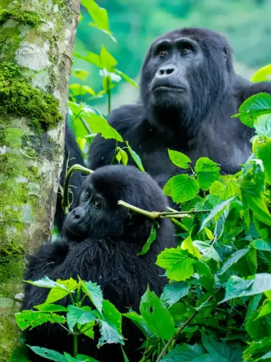 bwindi-impenetrable-national-park