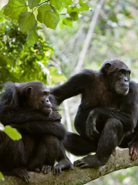 gombe-national-park