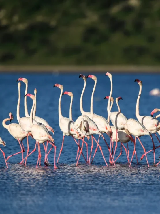 lake-manyara-national-park