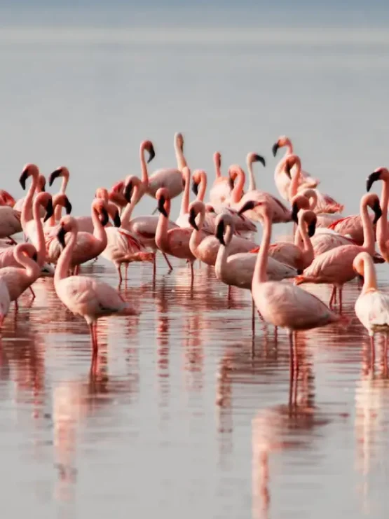 lake-nakuru-national-park