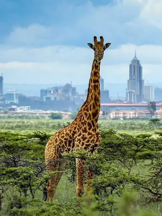 nairobi-national-park