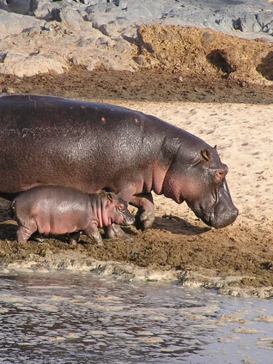 nyerere-national-park