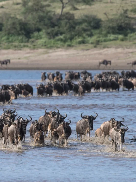 serengeti-national-park