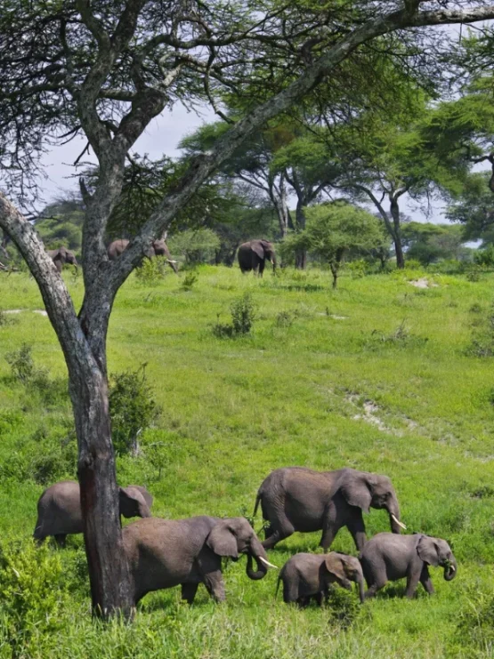 tarangire-national-park