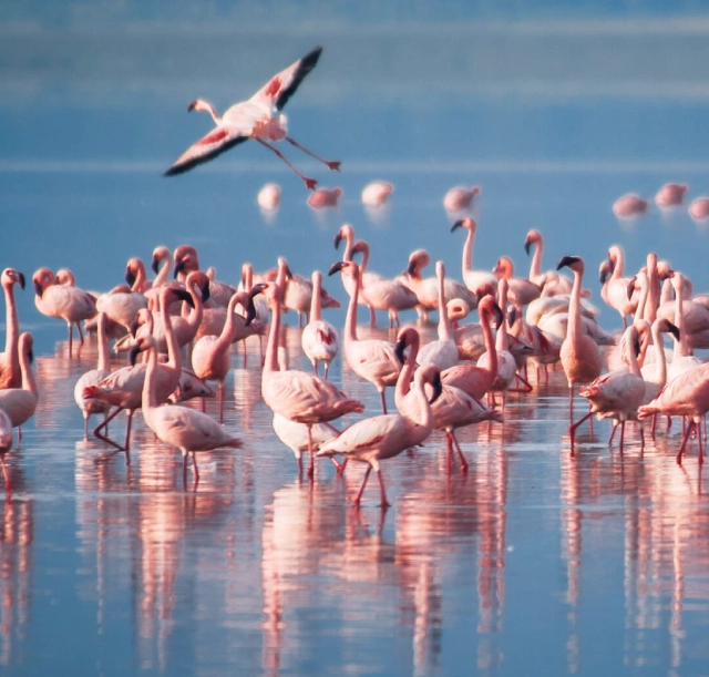 2-days-manyara-and-ngorongoro-safari-2 2-days-manyara-and-ngorongoro-safari-2