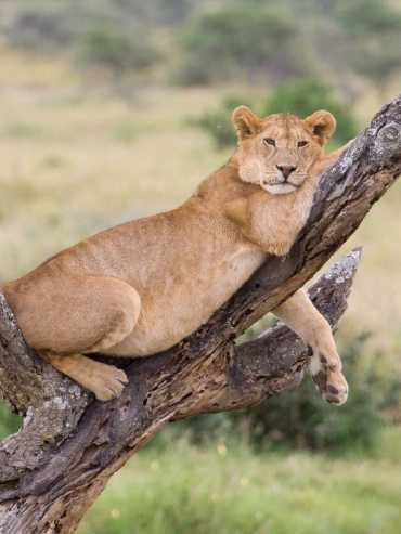 2-days-manyara-and-ngorongoro-safari 2-days-manyara-and-ngorongoro-safari