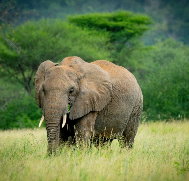 3-days-manyara-ngorongoro-and-tarangire-safari-2 3-days-manyara-ngorongoro-and-tarangire-safari-2