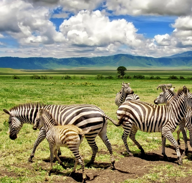 3-days-manyara-ngorongoro-and-tarangire-safari-3 3-days-manyara-ngorongoro-and-tarangire-safari-3