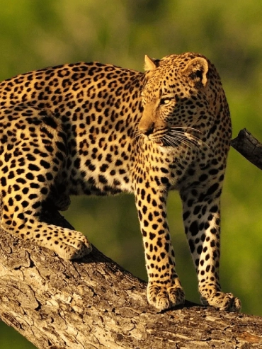 3-days-manyara-ngorongoro-and-tarangire-safari 3-days-manyara-ngorongoro-and-tarangire-safari