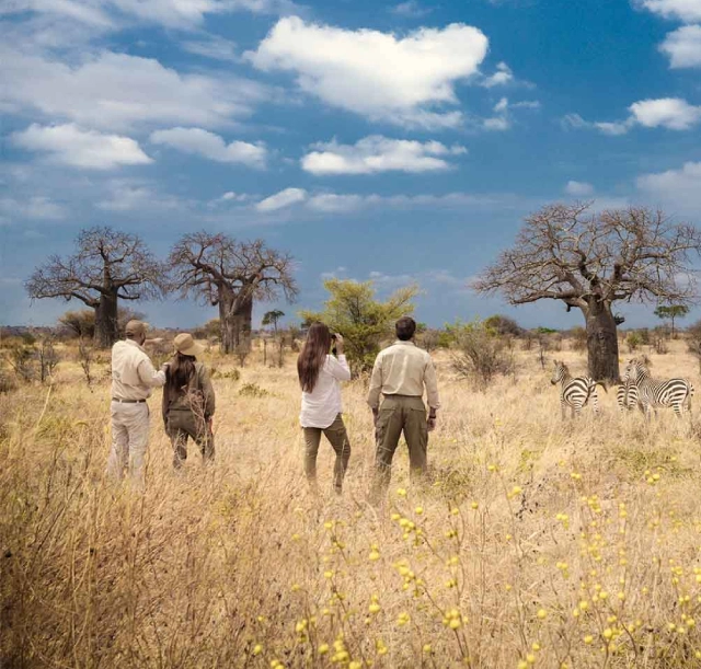3-days-manyara-ngorongoro-and-tarangire-with-walking-safari-3 3-days-manyara-ngorongoro-and-tarangire-with-walking-safari-3