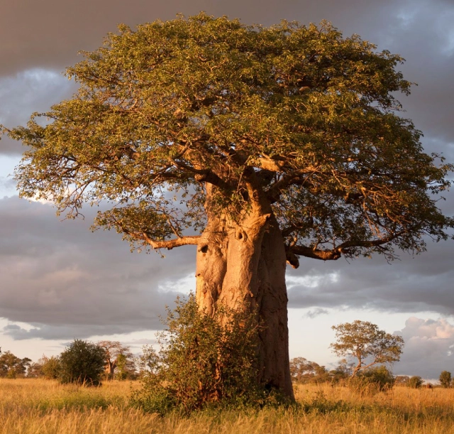 4-days-tarangire-ngorongoro-and-serengeti-safari-1 4-days-tarangire-ngorongoro-and-serengeti-safari-1