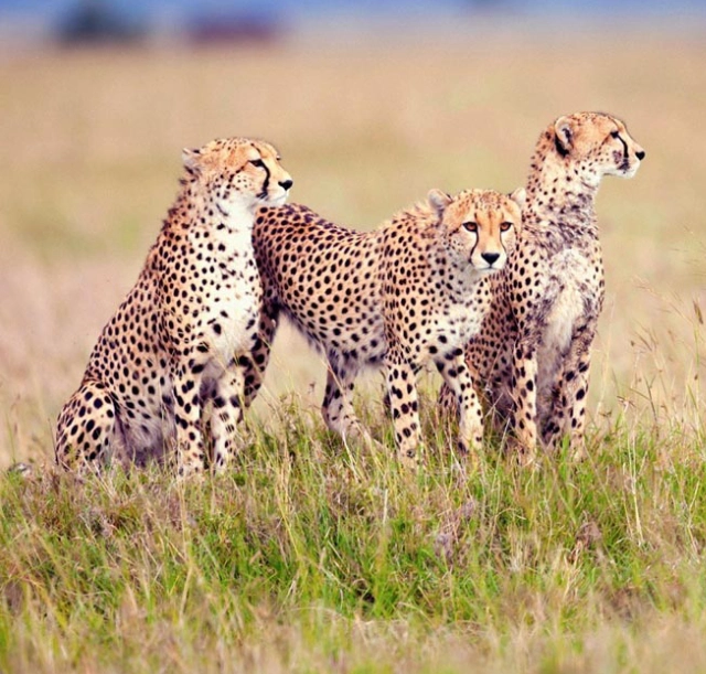 4-days-tarangire-ngorongoro-and-serengeti-safari-2 4-days-tarangire-ngorongoro-and-serengeti-safari-2
