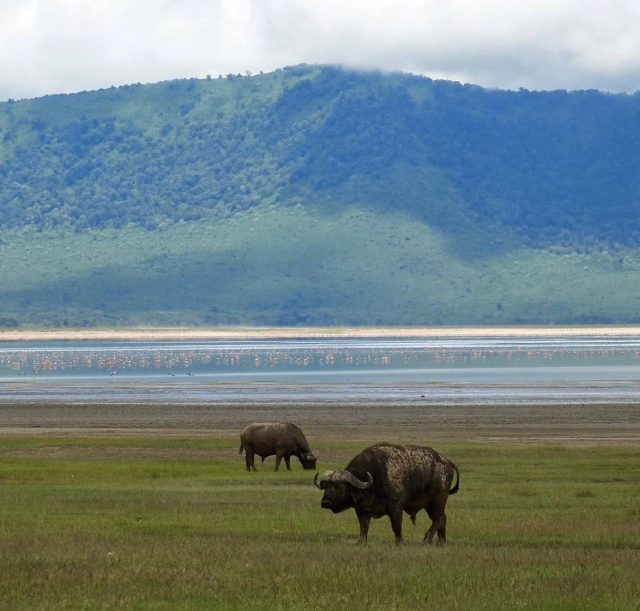 4-days-tarangire-ngorongoro-and-serengeti-safari-3 4-days-tarangire-ngorongoro-and-serengeti-safari-3