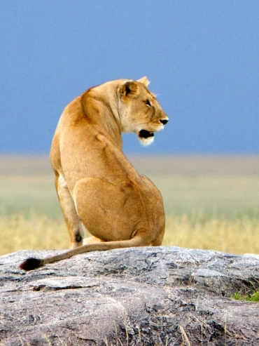 4-days-tarangire-ngorongoro-and-serengeti-safari 4-days-tarangire-ngorongoro-and-serengeti-safari