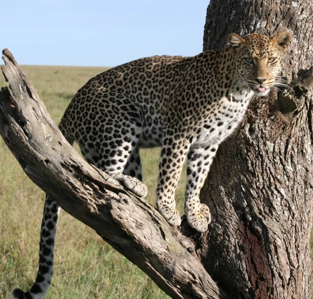 5-days-manyara-serengeti-ngorongoro-and-tarangire-1 5-days-manyara-serengeti-ngorongoro-and-tarangire-1