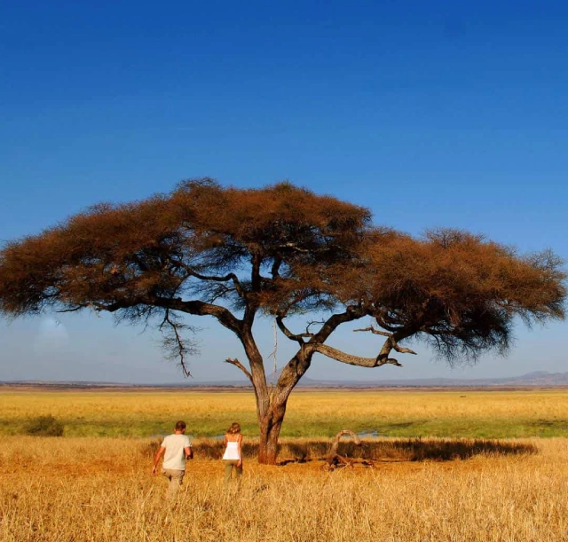 5-days-manyara-serengeti-ngorongoro-and-tarangire-2 5-days-manyara-serengeti-ngorongoro-and-tarangire-2