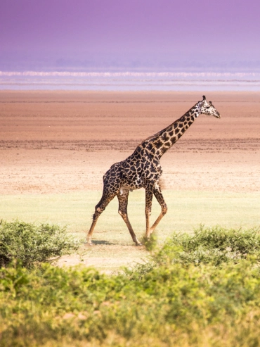 5-days-manyara-serengeti-ngorongoro-and-tarangire 5-days-manyara-serengeti-ngorongoro-and-tarangire