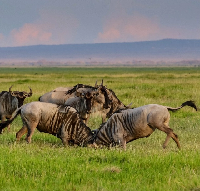 5-days-serengeti-lake-natron-and-ngorongoro-2 5-days-serengeti-lake-natron-and-ngorongoro-2
