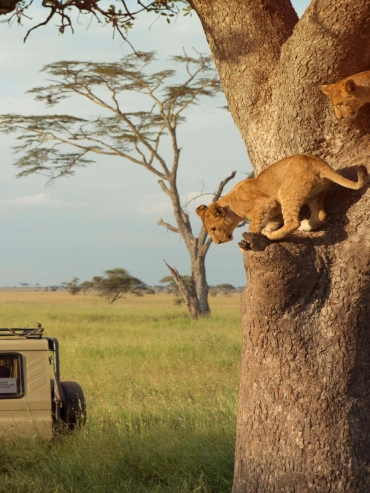 5-days-serengeti-lake-natron-and-ngorongoro 5-days-serengeti-lake-natron-and-ngorongoro