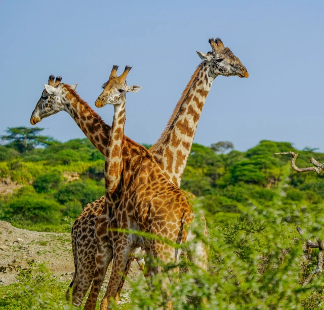 6-days-manyara-ngorongoro-serengeti-and-tarangire-1 6-days-manyara-ngorongoro-serengeti-and-tarangire-1