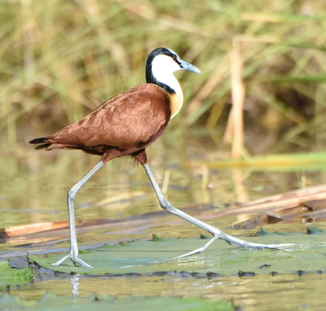 6-days-manyara-ngorongoro-serengeti-and-tarangire-2 6-days-manyara-ngorongoro-serengeti-and-tarangire-2
