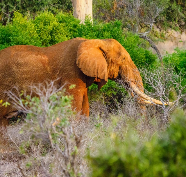 8-days-safari-and-beach-combo-tsavo-and-diani-1 8-days-safari-and-beach-combo-tsavo-and-diani-1